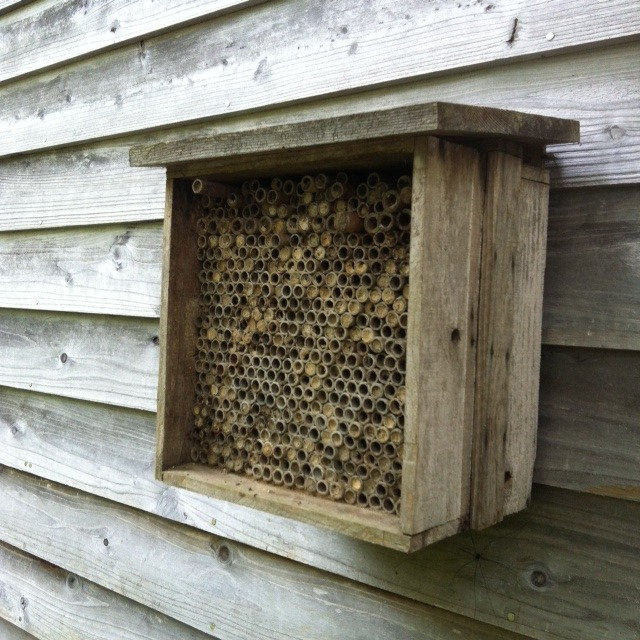 Help the Bees of Yamagata! やまがたの蜂について学びながら「蜂の家」をつくろう